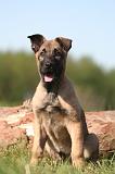 MALINOIS 987